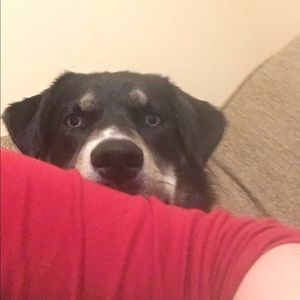 Meet your Posher, Shelby